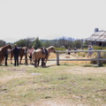 Craigs hut horses