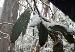 DSCN0742