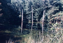 Tasmania  12
