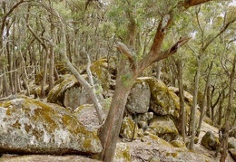 Strathbogie 07